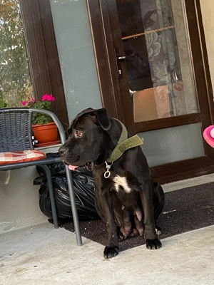 Cane Corso Black femele - imagine 5