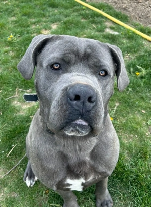 Cane Corso Black femele - imagine 4
