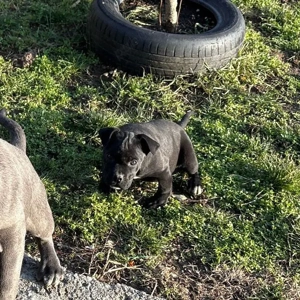 Cane Corso Black femele - imagine 3