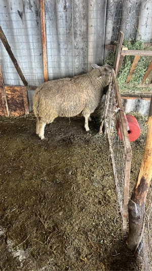 Oi texel gestante - imagine 2