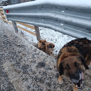 cățeluși ciobănești  - imagine 3