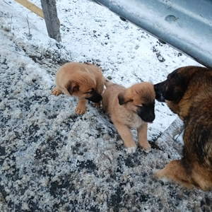 cățeluși ciobănești  - imagine 4