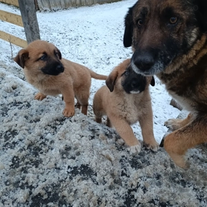 cățeluși ciobănești  - imagine 2