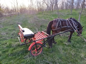 Sareta pentru Cai - imagine 2