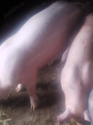 Vând purcei de rasă pietrean cu vârsta 3luni 