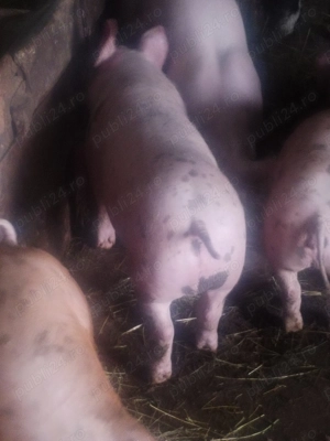 Grasunei de rasă de vânzare  - imagine 3