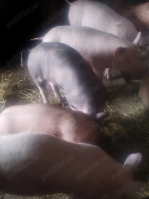 Grasunei de rasă de vânzare  - imagine 2