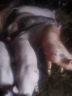 Grasunei de rasă de vânzare  - imagine 4