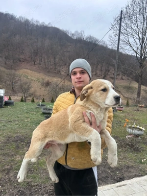 Ciobănesc de Asia centrală 