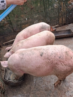 Porci de vanzare  - imagine 4