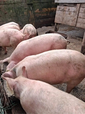 Porci de vanzare  - imagine 5