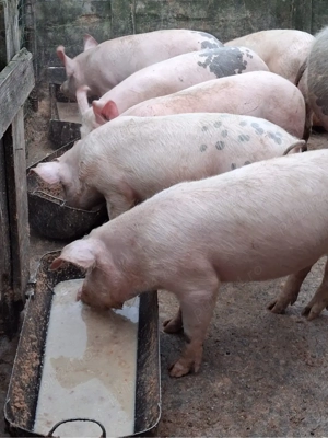 Porci de vanzare  - imagine 3