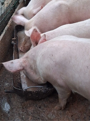Porci de vanzare  - imagine 2