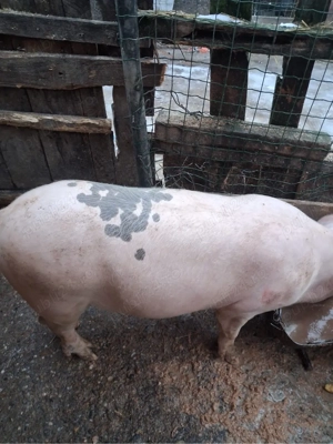 Porci de vanzare 
