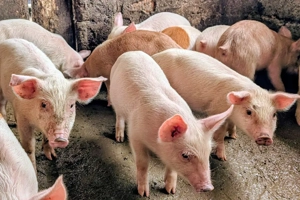 purcei de carne Duroc x Landrace  - imagine 3