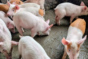 purcei de carne Duroc x Landrace  - imagine 5