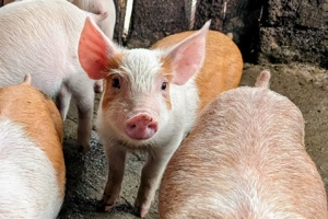 purcei de 8 săptămâni 