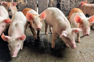 purcei de 8 săptămâni  - imagine 5