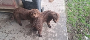 Vind Lagotto Romagnolo 