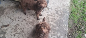 Lagotto Romagnolo 