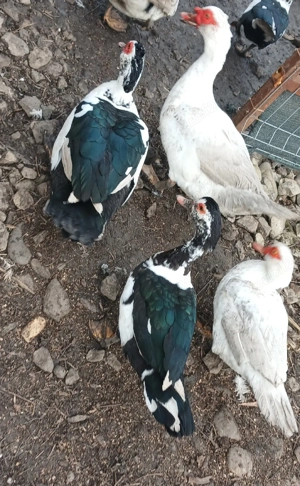 Vand rățoi si rațe mute