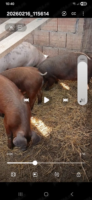 Disponibilt 3 soldani de duroc 2 verus si 1 purcia 