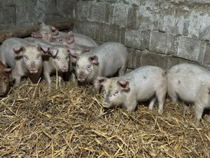 Porci de vânzare - imagine 5