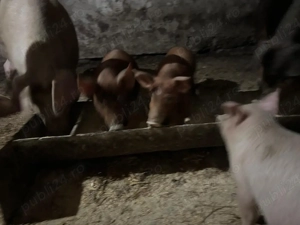 Porci de vânzare - imagine 2