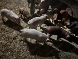 Porci de vânzare - imagine 4