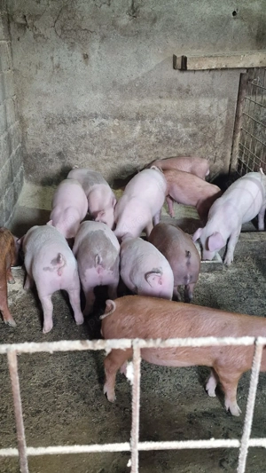 Purcei de vânzare!  - imagine 2