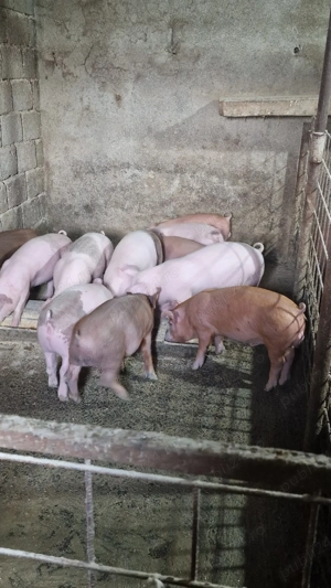 Purcei de vânzare!  - imagine 4