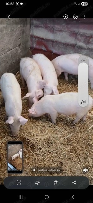 Purcei disponibili greutate intre20 si 25 kg 
