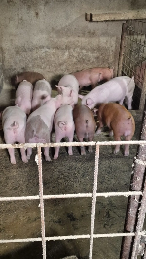 Purcei de vânzare!  - imagine 3