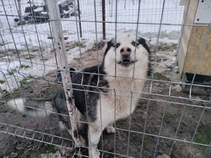 Caine Husky siberian vârstă 6 luni vaccinată și deparazitata