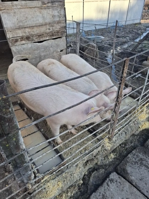 De vanzare, an jur ka 80 kg. - imagine 2