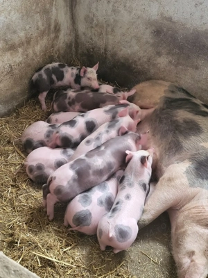 Vand purceii pietrani  - imagine 2