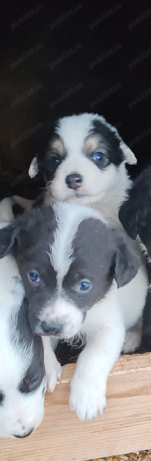 2 cățelușe își caută stăpâni iubitori  - imagine 3