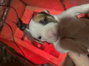 Pui amstaff - imagine 3