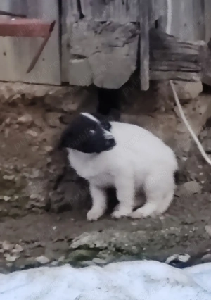 2 cățelușe își caută stăpâni iubitori  - imagine 2