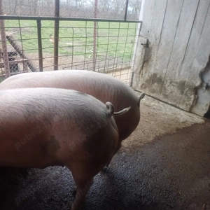 vand porci  - imagine 2