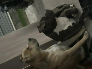 Pui amstaff - imagine 5