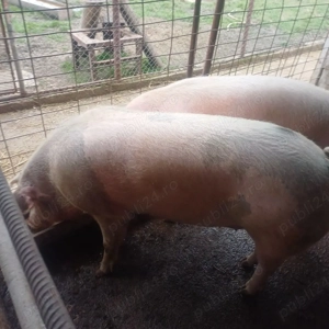 vand porci  - imagine 3