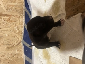 Pui amstaff - imagine 2