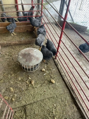 oua australorp negru si plymouth - imagine 2