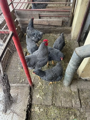oua australorp negru si plymouth