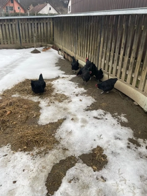 oua australorp negru si plymouth - imagine 3