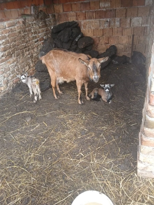 vand trei capre si un tap - imagine 3