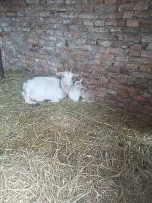 vand trei capre si un tap - imagine 2