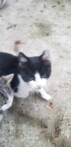   Pisicuta de 4luni spre adoptie - imagine 5