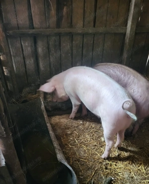 Vand scroafa Landrace